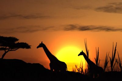 Giraffen-Silhouette bei Sonnenuntergang