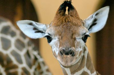 Niedliches Giraffenporträt