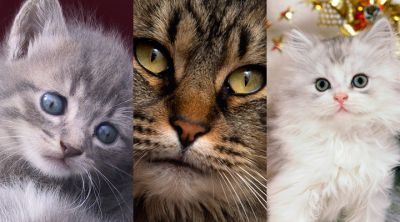 Niedliche Katzenkollektion