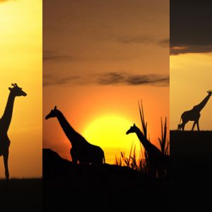 Giraffen-Silhouetten bei Sonnenuntergang