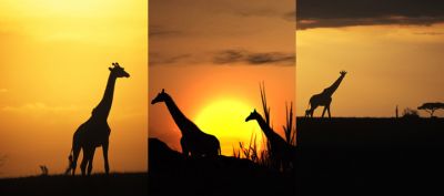 Giraffen-Silhouetten bei Sonnenuntergang