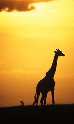Giraffen-Silhouette beim Sonnenuntergang
