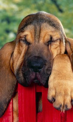 Süßer Schlafender Hund