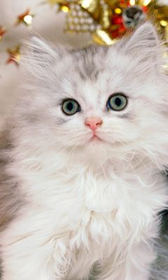 Flauschiges Weißes Kätzchen