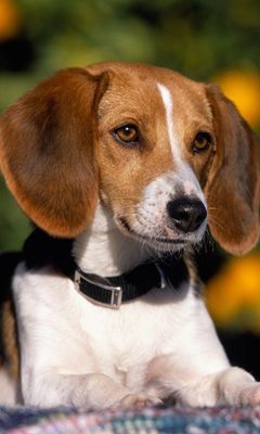 Beagle Hund Porträt