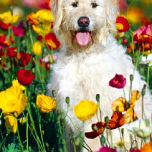 Süßer Hund im Blumenfeld