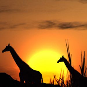 Giraffen-Silhouetten bei Sonnenuntergang