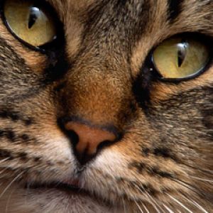 Nahaufnahme von Katzenporträt