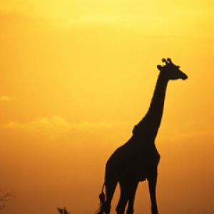 Giraffen-Silhouette bei Sonnenuntergang