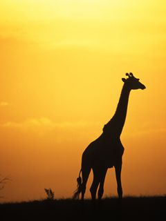 Giraffen-Silhouette bei Sonnenuntergang