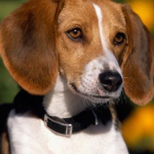 Niedlicher Beagle Hund