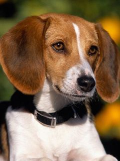 Niedlicher Beagle Hund