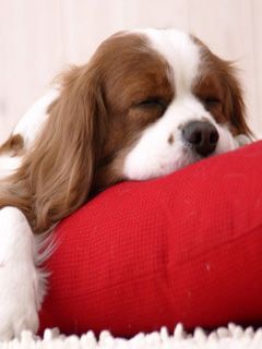 Schlafender Hund auf rotem Kissen