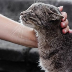 Süße Katze Wird Gestreichelt