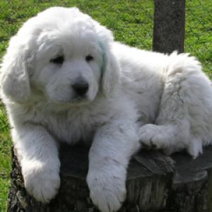 Flauschiger Weißer Welpe