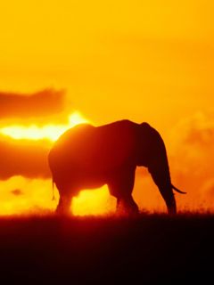 Elefanten-Silhouette bei Sonnenuntergang