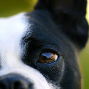 Niedlicher Boston Terrier Nahaufnahme