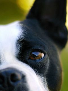 Niedlicher Boston Terrier Nahaufnahme