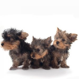 Niedliche Yorkshire Terrier Welpen
