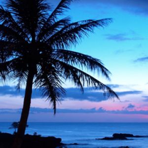 Tropischer Sonnenuntergang mit Palme