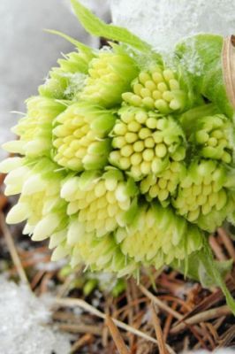Frühling Blühende Blumen