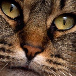 Nahaufnahme eines Katzenporträts