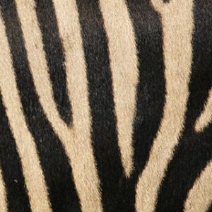 Zebra Streifen Muster