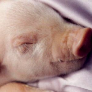 Niedliches Schlafendes Ferkel
