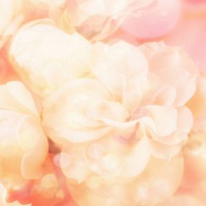 Sanftes Rosa Blumen Hintergrund