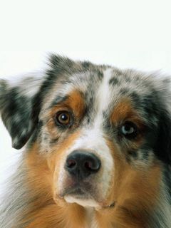 Australischer Schäferhund