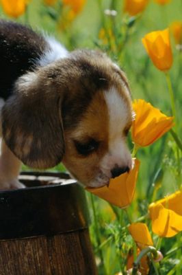 Niedlicher Beagle Welpe in Blumen