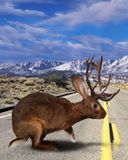 Fantastischer Jackalope auf der Straße