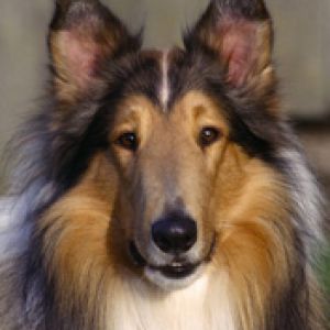 Collie Hund Porträt