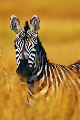 Majestätische Zebra im Goldenen Gras