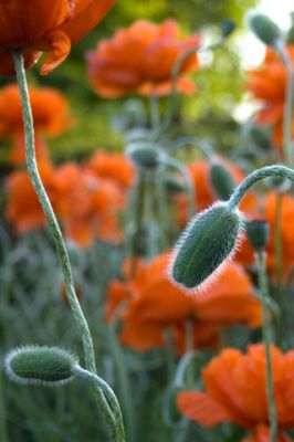 Lebendige orangefarbene Mohnblumen