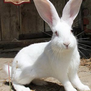 Weißer Hase