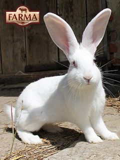 Weißer Hase
