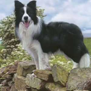 Border Collie auf Felsen