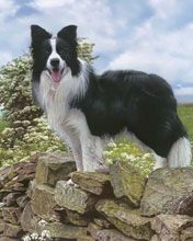 Border Collie auf Felsen