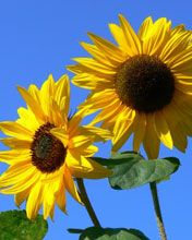 Helle Sonnenblumen in Blüte