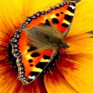 Bunter Schmetterling auf Blume