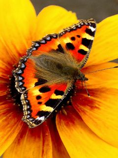 Bunter Schmetterling auf Blume