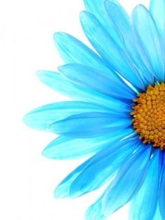 Blaue Blume Nahaufnahme