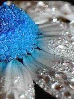 Blaue und Weiße Blume mit Wassertropfen