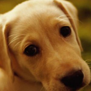 Niedlicher Labrador Welpe