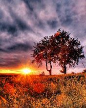 Beeindruckender Sonnenuntergang über Bäumen