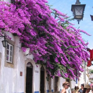 Lebendige Bougainvillea Straße