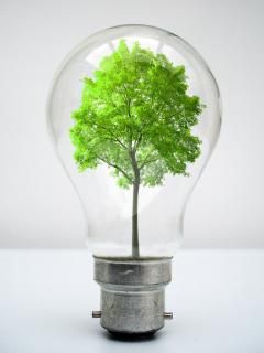 Baum in Glühbirne