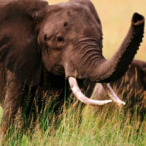 Majestätischer Elefant in der Natur