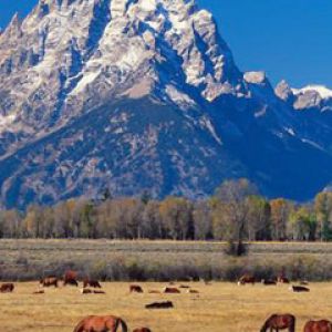 Majestätische Berge und Pferde